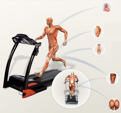 Tác dụng của máy chạy bộ cơ đối với cơ thể