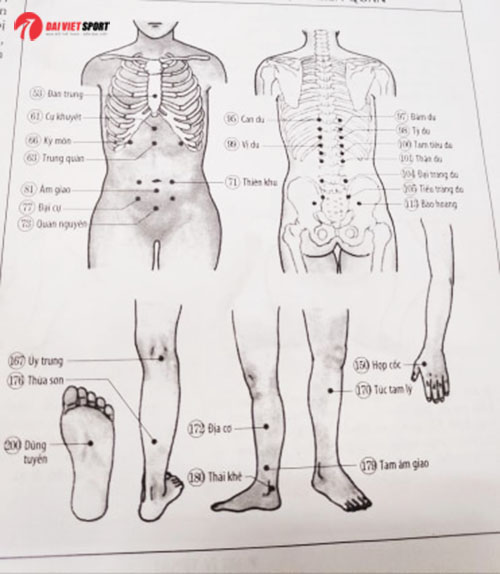 Cách bấm huyệt chữa chứng quá gầy, quá béo