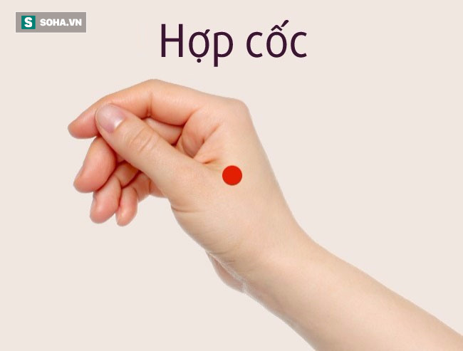 huyet-hop-coc