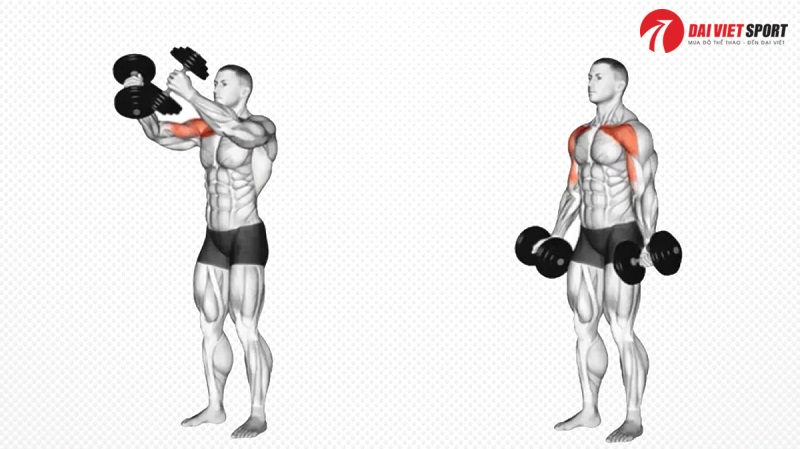 Bài tập Dumbbell chest Flyes