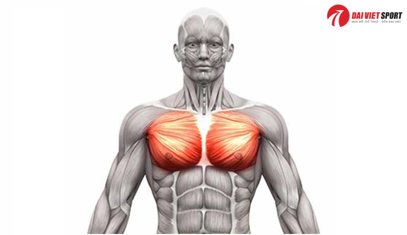 Bài tập Dumbbell chest Flyes