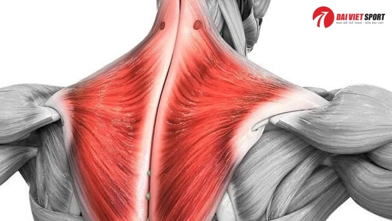 Bài tập Shoulder shrug