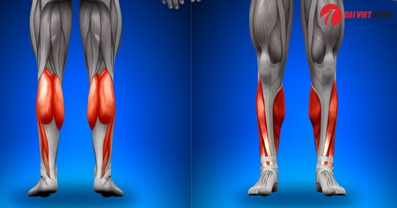 Máy luyện tập ngồi đẩy chân ngoài trời DV-012