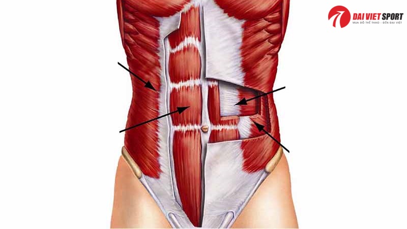 Máy tập xoay eo 2 vị trí đứng ngồi DV-024