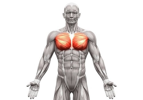 nhom-co-nguc-tren-co-the