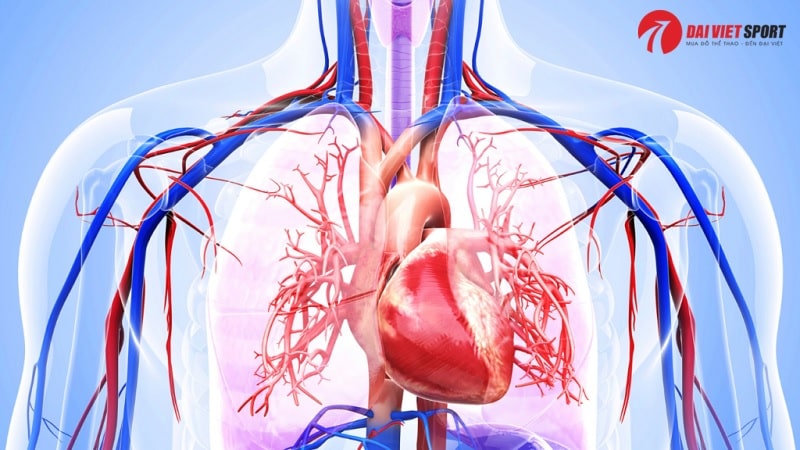 Thiết bị đi bộ thăng bằng đôi DV-1004