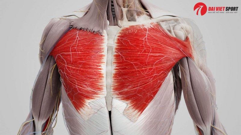 Thiết bị tập đẩy tay ngực DV-1001