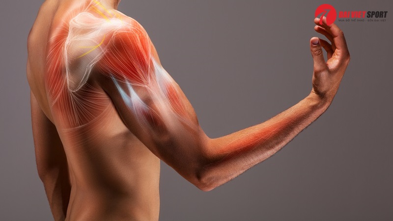 Thiết bị tập đẩy tay ngực DV-1001