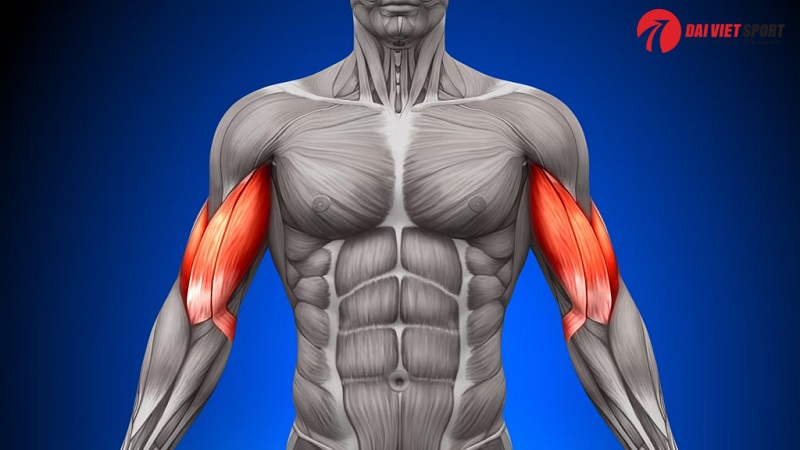 Thiết bị tập tay vai loại lớn DV-025