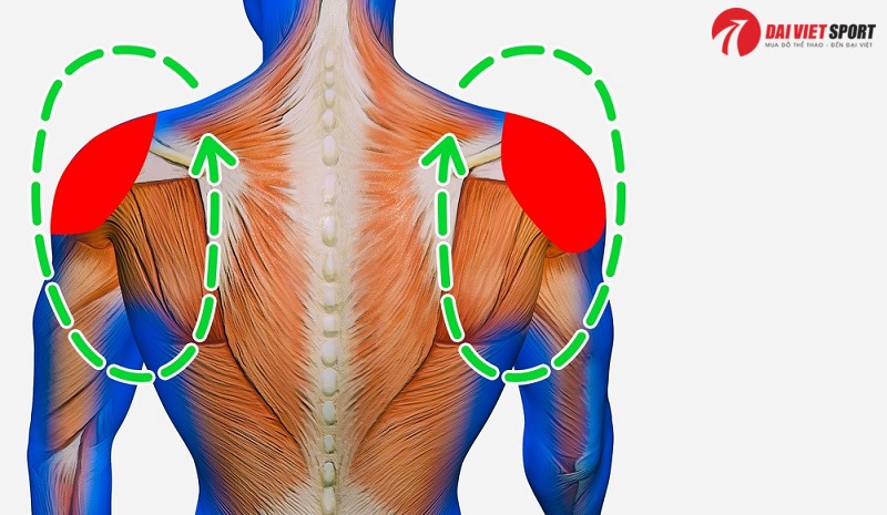 Thiết bị tập tay vai loại lớn DV-025