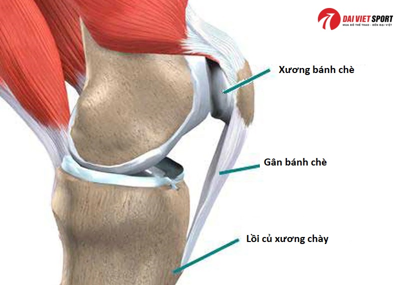 Vật lý trị liệu viêm gân bánh chè