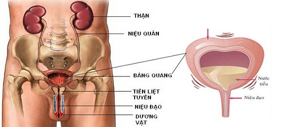 vi-tri-bang-quang